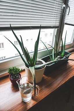 5 façons d’utiliser l’Aloe Vera pour rajeunir votre peau et vos cheveux